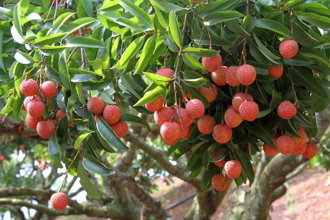 提高北江省陆岸县果树种植基地的质量和效益 ảnh 1 提高北江省陆岸县果树种植基地的质量和效益 ảnh 1