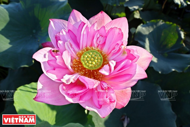 宁楚荷塘的珍稀莲花（组图） ảnh 10