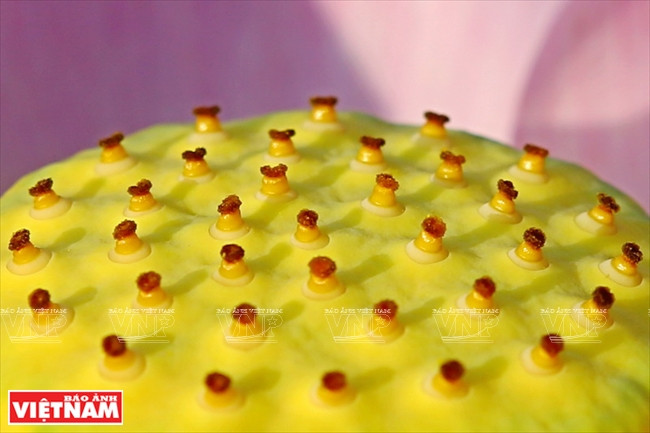 宁楚荷塘的珍稀莲花（组图） ảnh 16