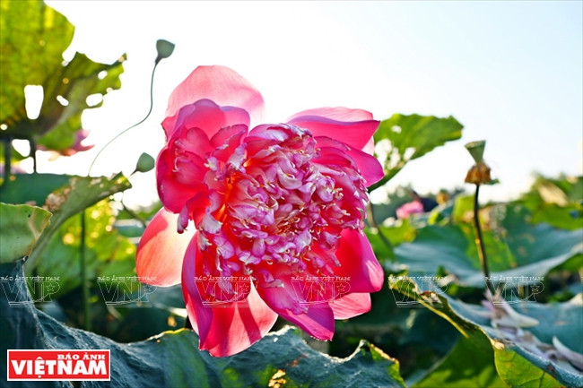 宁楚荷塘的珍稀莲花（组图） ảnh 8