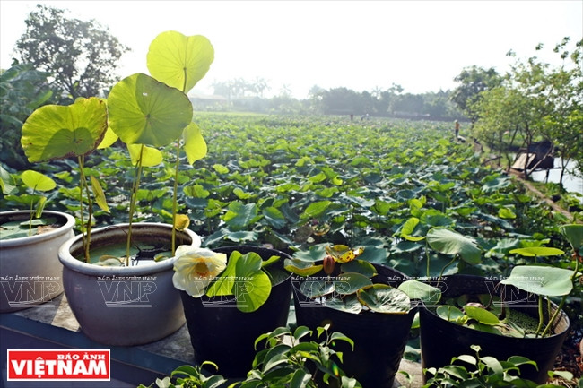 宁楚荷塘的珍稀莲花（组图） ảnh 19