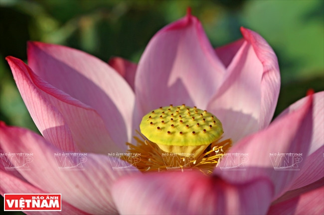 宁楚荷塘的珍稀莲花（组图） ảnh 2