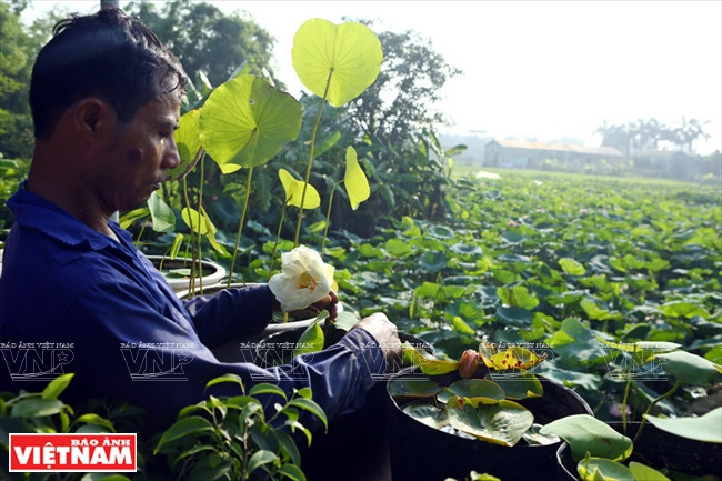 宁楚荷塘的珍稀莲花（组图） ảnh 18