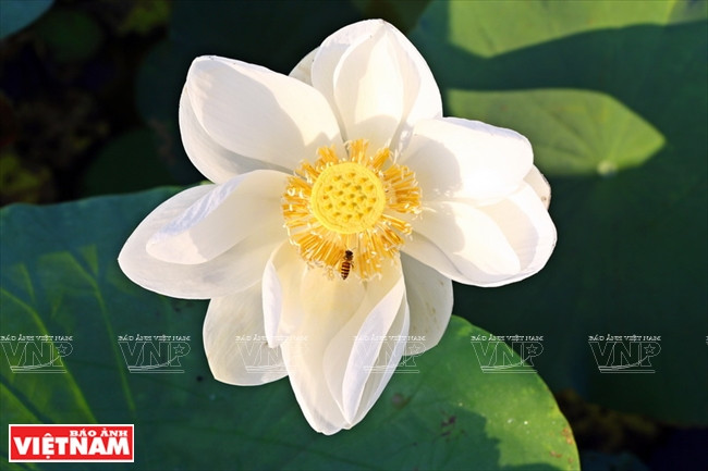 宁楚荷塘的珍稀莲花（组图） ảnh 5