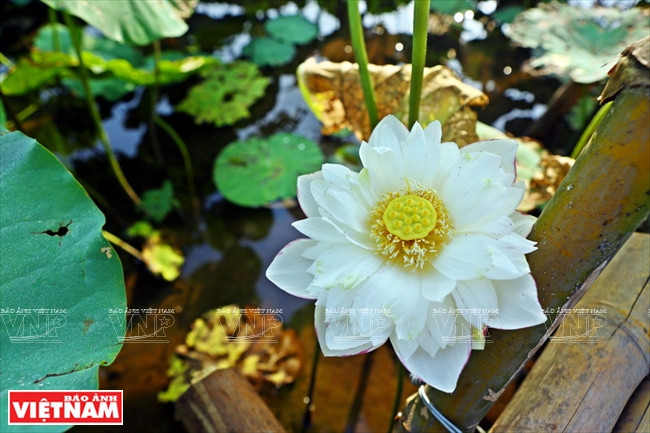 宁楚荷塘的珍稀莲花（组图） ảnh 12