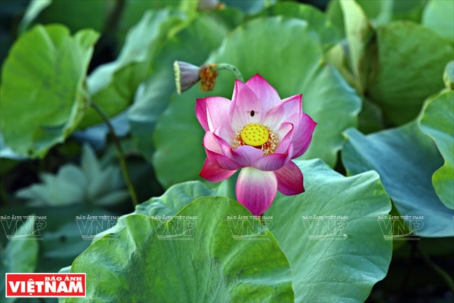 宁楚荷塘的珍稀莲花（组图） ảnh 6