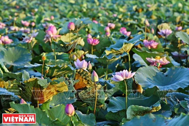 宁楚荷塘的珍稀莲花（组图） ảnh 17