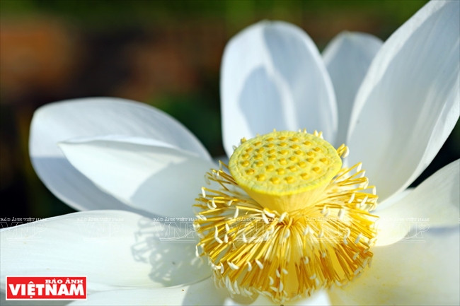 宁楚荷塘的珍稀莲花（组图） ảnh 3