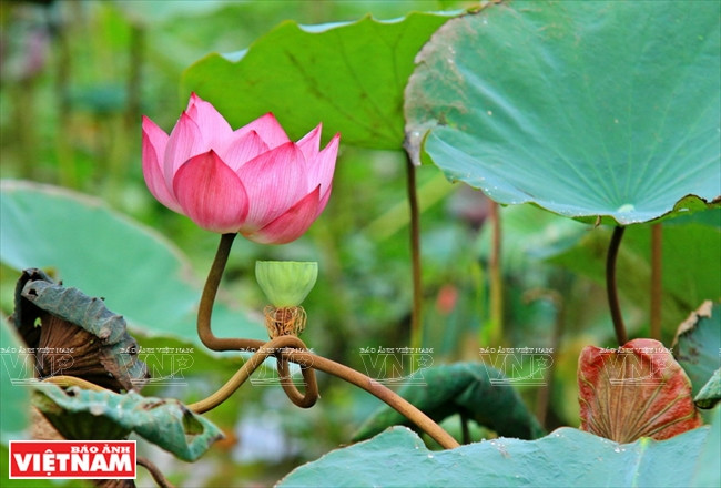 宁楚荷塘的珍稀莲花（组图） ảnh 14