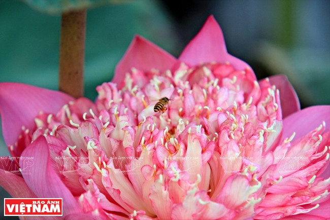 宁楚荷塘的珍稀莲花（组图） ảnh 13