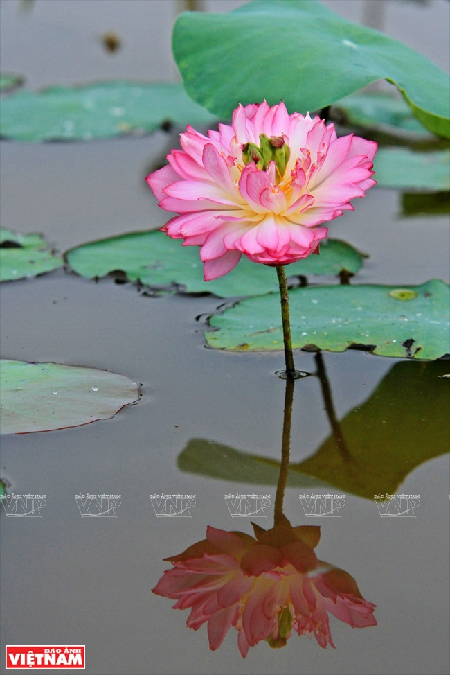 宁楚荷塘的珍稀莲花（组图） ảnh 11