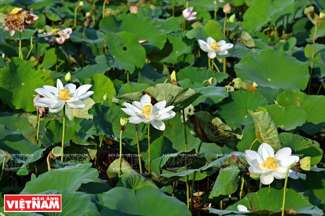 宁楚荷塘的珍稀莲花（组图） ảnh 4