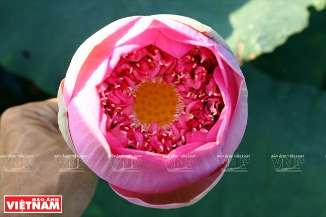 宁楚荷塘的珍稀莲花（组图） ảnh 9