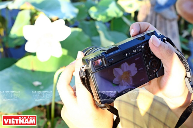 宁楚荷塘的珍稀莲花（组图） ảnh 15