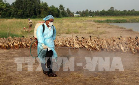 河静省一乡一坊发生H5N1禽流感疫情超过2000只家禽被扑杀 ảnh 1 河静省一乡一坊发生H5N1禽流感疫情超过2000只家禽被扑杀 ảnh 1
