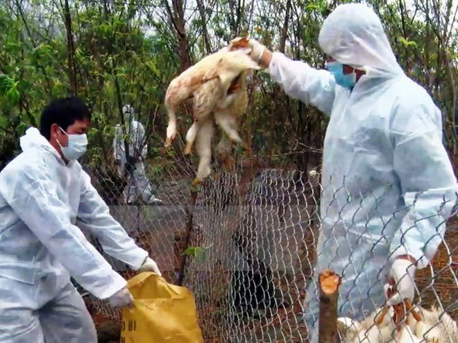 越南卫生部就禽流感防控情况举行记者会 ảnh 1