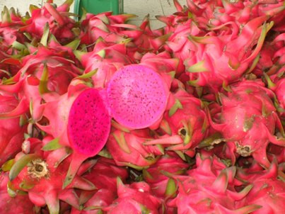 越南红心火龙果颇受日本顾客的青睐 ảnh 1 越南红心火龙果颇受日本顾客的青睐 ảnh 1