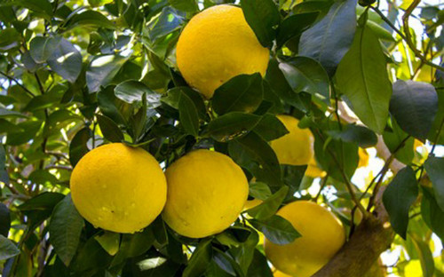 国外水果以航空手提方式大量进入越南 ảnh 1