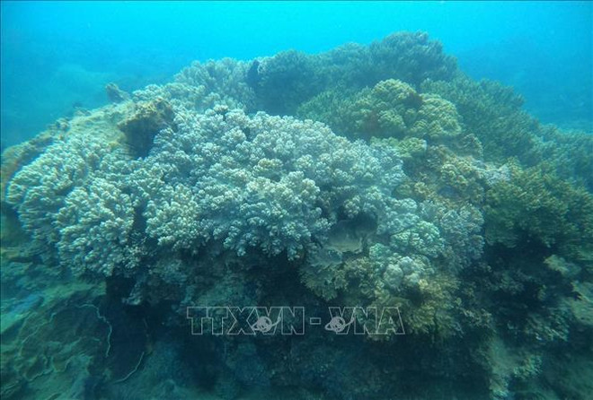 黎文成副总理：有力促进海洋经济的可持续发展 ảnh 1