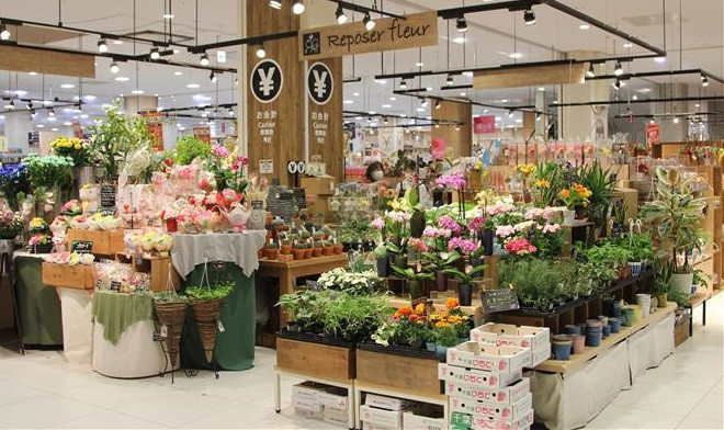 越南花卉开始在日本市场站稳脚跟 ảnh 1 越南花卉开始在日本市场站稳脚跟 ảnh 1
