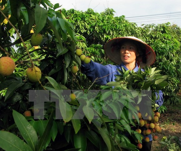 越南加大荔枝出口中国力度 ảnh 1 越南加大荔枝出口中国力度 ảnh 1