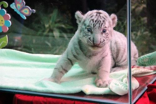 孟加拉白虎在越南成功繁殖 ảnh 3 孟加拉白虎在越南成功繁殖 ảnh 3