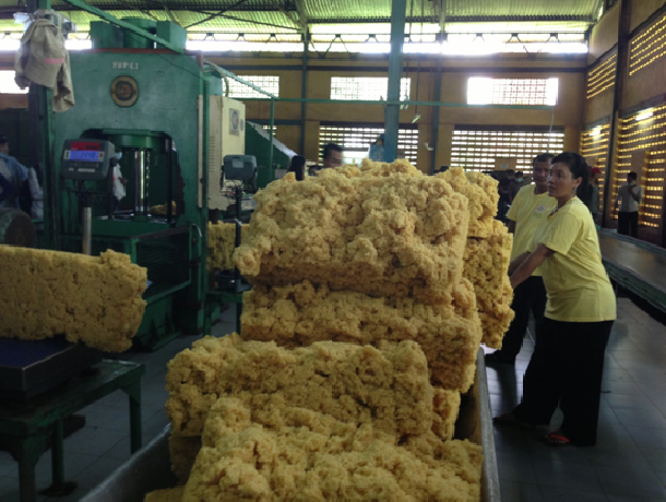 柬埔寨橡胶出口量猛增 ảnh 1