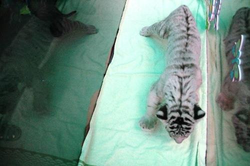 孟加拉白虎在越南成功繁殖 ảnh 4 孟加拉白虎在越南成功繁殖 ảnh 4