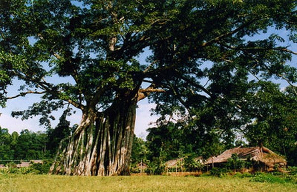 新潮国家级特殊历史遗迹区接待游客量达45万人次 ảnh 1