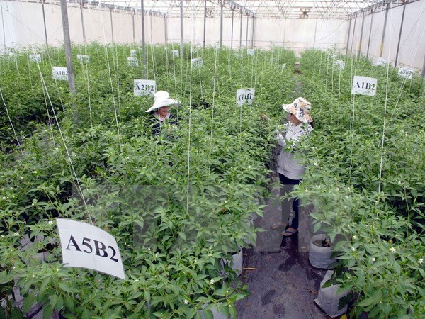 越南努力推进农业结构调整 ảnh 1 越南努力推进农业结构调整 ảnh 1