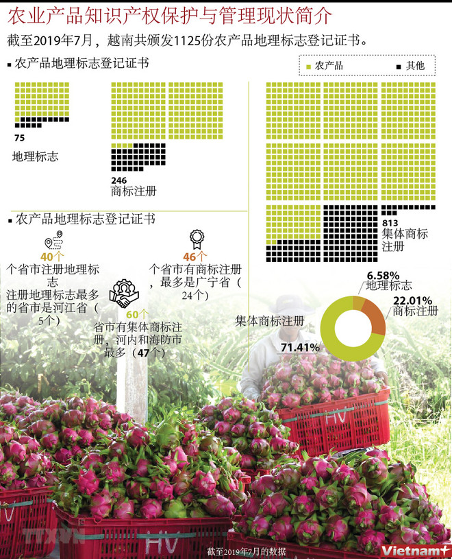 图表新闻：农业产品知识产权保护与管理现状简介 ảnh 1