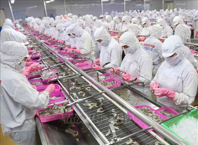 越南下定决心解除 “黄牌警告" 助力打造与国际社会深度融合、可持续发展的渔业 ảnh 2 越南下定决心解除 “黄牌警告" 助力打造与国际社会深度融合、可持续发展的渔业 ảnh 2