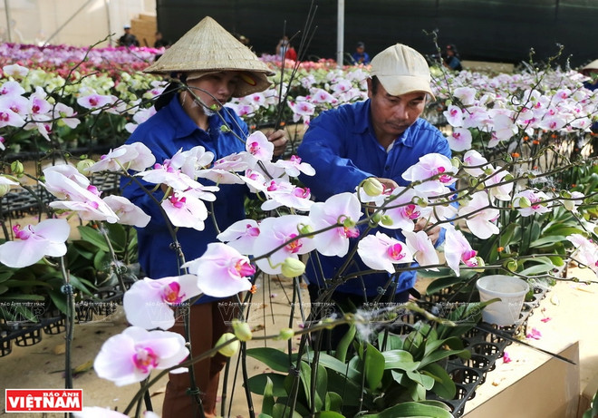 2022年越南鲜花出口额达近6700万美元 ảnh 2 2022年越南鲜花出口额达近6700万美元 ảnh 2