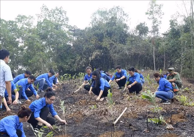 越南全民植树造林 助力越南建设绿色家园 ảnh 2