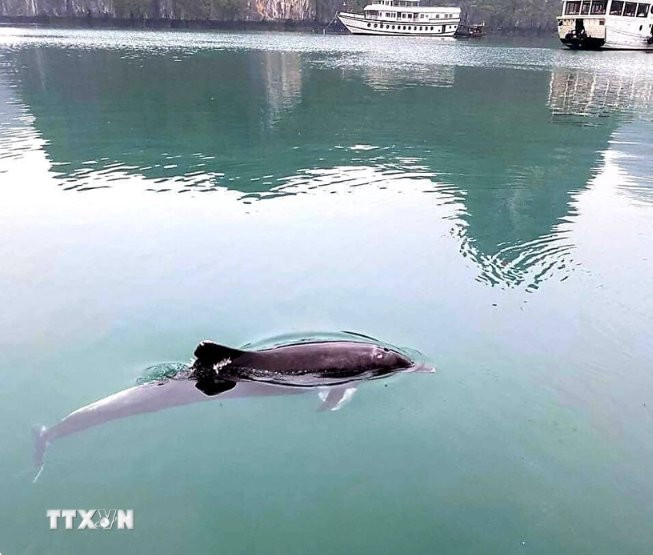 越南广宁省各海域连续出现海豚 ảnh 1 越南广宁省各海域连续出现海豚 ảnh 1