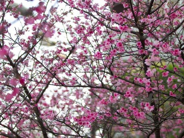 日本樱花节首次在胡志明市举行 ảnh 1 日本樱花节首次在胡志明市举行 ảnh 1