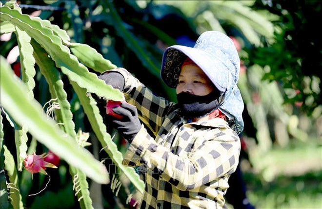 山萝省向俄罗斯出口10吨红心火龙果 ảnh 1 山萝省向俄罗斯出口10吨红心火龙果 ảnh 1