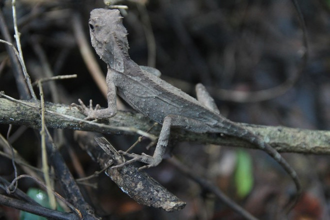 下龙市的奇上 ảnh 2 下龙市的奇上 ảnh 2