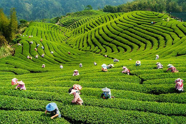 越南2019年第一季度茶叶出口额增长15.4% ảnh 1 越南2019年第一季度茶叶出口额增长15.4% ảnh 1
