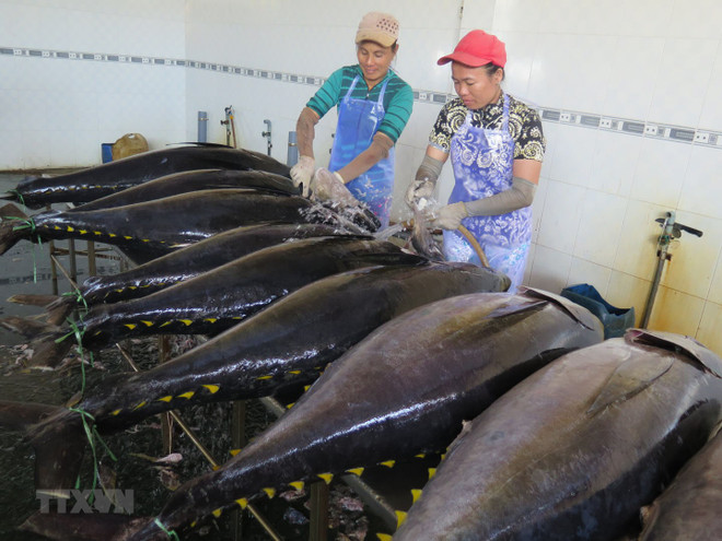 越南对中国金枪鱼出口突增 ảnh 2 越南对中国金枪鱼出口突增 ảnh 2