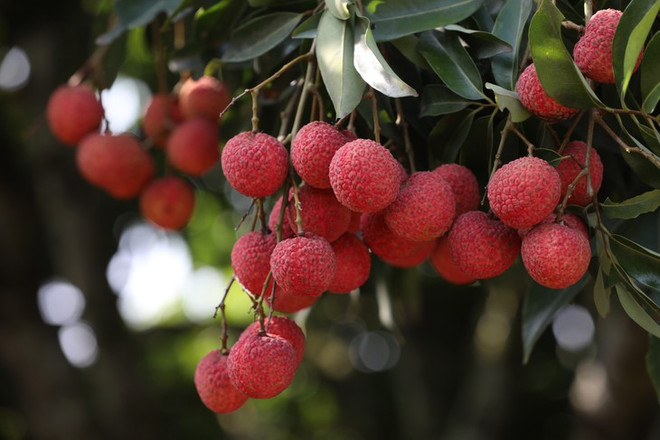 成功销往荷兰的越南特产——荔枝 ảnh 2