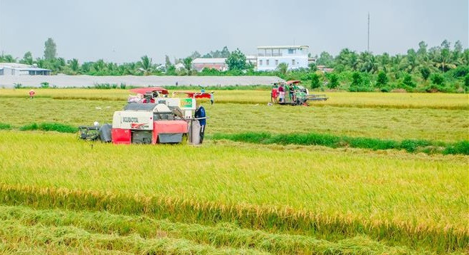 越南工贸部建议为大米开通水上“绿色通道” ảnh 1 越南工贸部建议为大米开通水上“绿色通道” ảnh 1