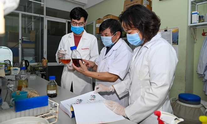 越南治疗新冠肺炎草药临床前研究结果出炉 ảnh 1 越南治疗新冠肺炎草药临床前研究结果出炉 ảnh 1