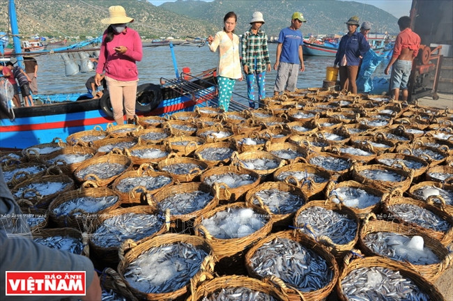 百年商标莲成鱼露 ảnh 1 百年商标莲成鱼露 ảnh 1