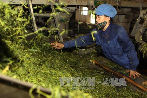 越南力争实现茶叶出口额2.5亿美元的目标 ảnh 1 越南力争实现茶叶出口额2.5亿美元的目标 ảnh 1