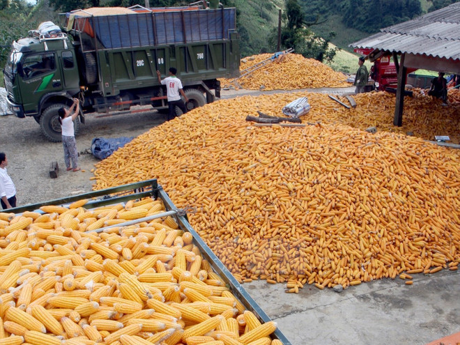 越南每年出资17亿美元来进口玉米 ảnh 1