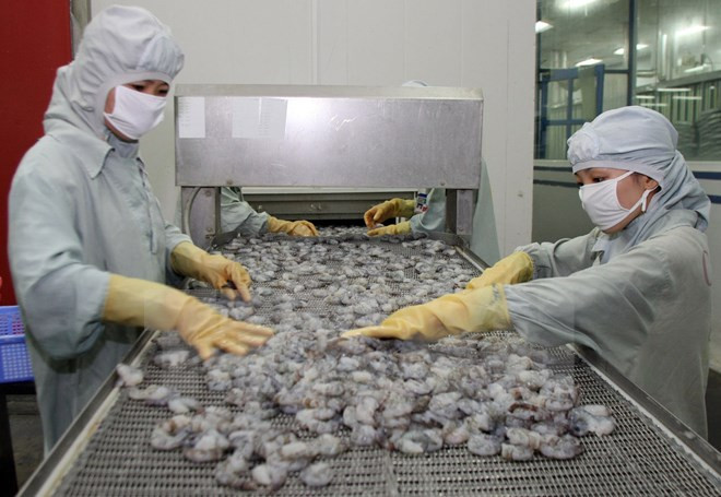 越南虾类产品出口占全球虾类出口总额的45% ảnh 1 越南虾类产品出口占全球虾类出口总额的45% ảnh 1