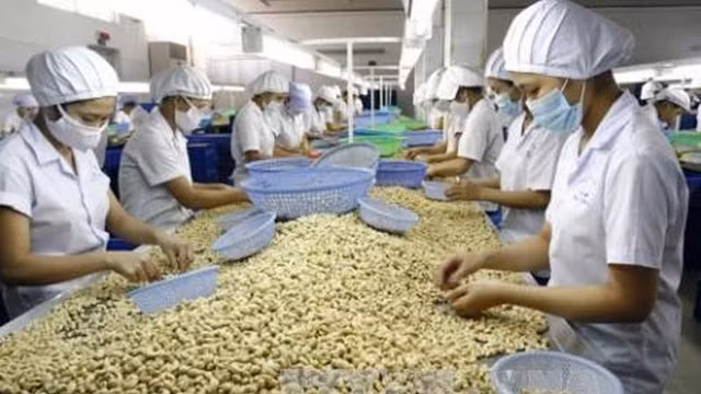 中国台湾将腰果进口税率下降至10% ảnh 1
