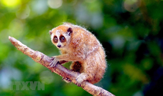 越南野生动物保护工作任重道远 ảnh 1 越南野生动物保护工作任重道远 ảnh 1