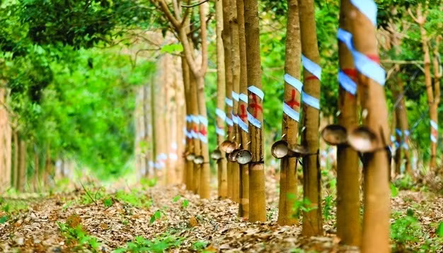 越老着力推进农林发展合作 ảnh 1 越老着力推进农林发展合作 ảnh 1